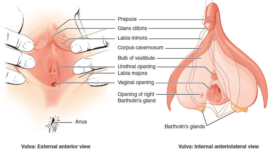 Illustration showing the internal anatomy of the human vulva, focusing on the anatomy and location of the clitoris.
