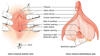 Illustration showing the internal anatomy of the human vulva, focusing on the anatomy and location of the clitoris. thumbnail image
