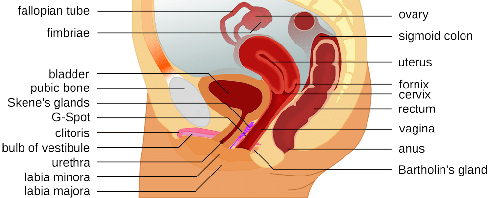 Fig 1. Diagram of the female internal sexual anatomy showing the location of the G-spot (6), which is reportedly located 5-8 cm (2-3 in) into the vagina, at the side of the urethra (9), and the urinary bladder (3).