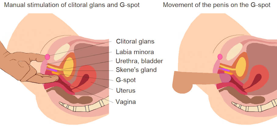 The image is a simplified educational diagram split into two panels showing female pelvic anatomy and how the G-spot is stimulated.